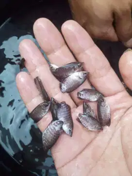 Jual bibit ikan gurame