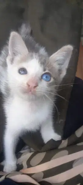 anak kucing 3 bilan