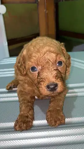 JUAL ANAK ANJING POODLE