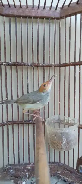 Burung prenjak betina