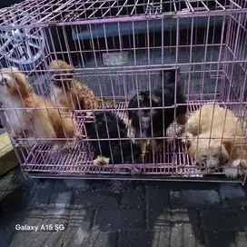 Dijual Puppys Shitzu Mix Poodle
