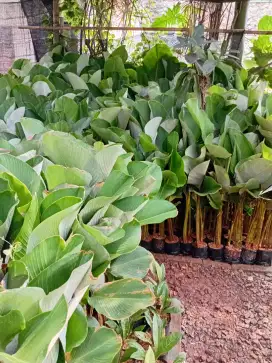 pisang kalatea dan tanaman hias