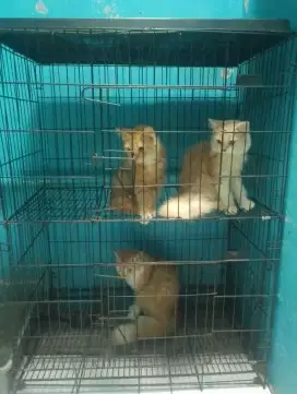 Lepas Adop 3 Kucing Persia + Kandang