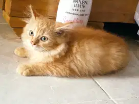 Kucing kitten Persia betina