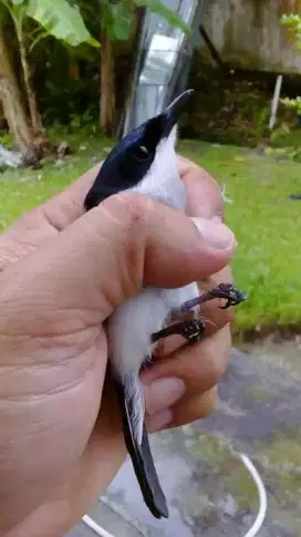Burung jingjing batu