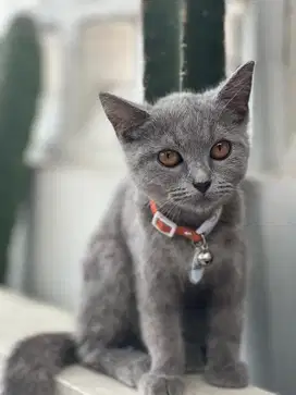 British Short Hair