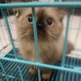 Anak Kucing Snowshoe Himalaya Betina