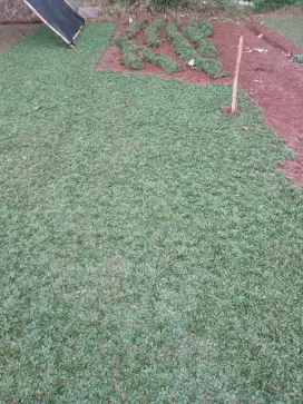 Rumput gajah mini murah