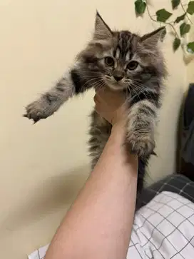 Kitten Anggora x maincoon