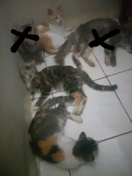 KUCING GRATIS ADA DIDESK