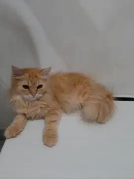 Kucing persia flatnose