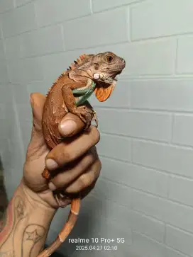 Iguana Red Blue Axantik