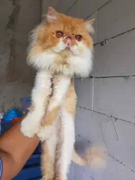Kucing Persia peaknose longhair PED ICA jantan