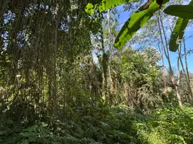 Tanah 4,5 Are di Pejeng Kangin Ubud