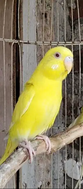 Burung parkit lutino mata merah