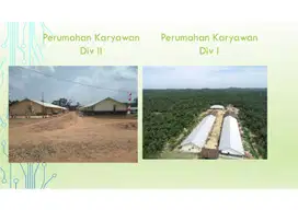 Lahan Sawit di Musi Rawas di Jual