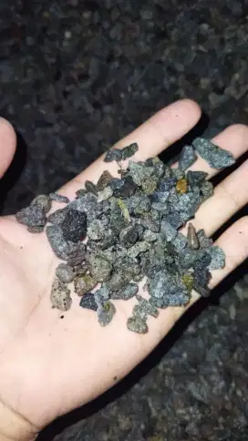 Harga Murah Koral 1:1 Siap Kirim Malang Batu
