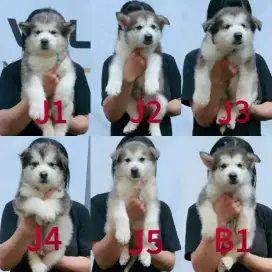 Anak Anjing Alaskan Malamute