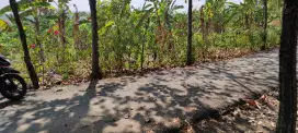 Dijual cepat tanah kebun 1.000m2 mluweh Ungaran timur