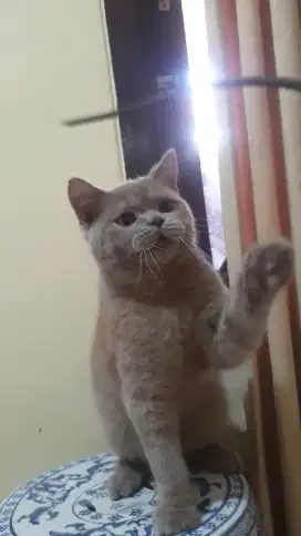 BRITISH SHORTHAIR ( BSH )