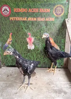 Shamo Eropa ori