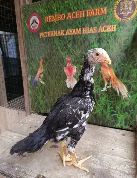 Betina Shamo Eropa ori