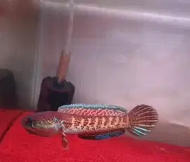 Ikan chana Auranti
