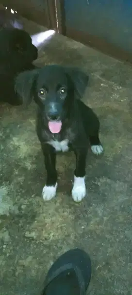 Anak anjing comel