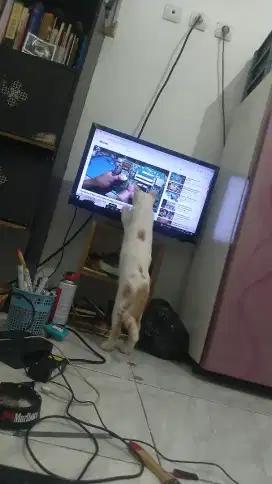Kiten Persia Jantan mixdhom