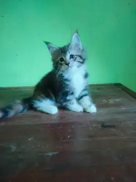 Kucing pure mainecoon, kucing persia, kucing peaknose