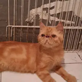 Kucing persia persia, kucing exotic shorth hair,kucing peak nose