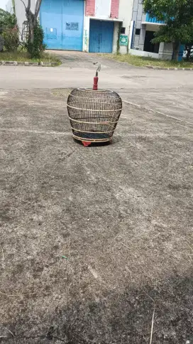 Sangkar burung derkuku puter kutut