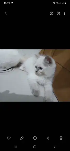 Kitten himalaya betina