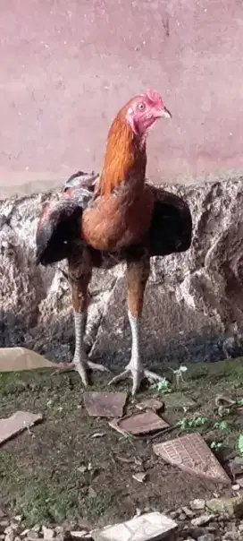 ANAKAN AYAM PAMA NINJA JANTAN