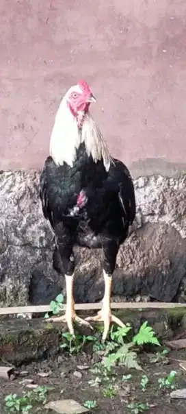 ANAKAN AYAM PAMA NINJA JANTAN
