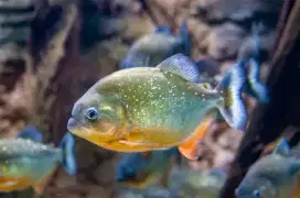 Ikan Hias Piran ah