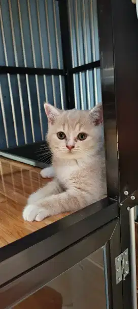 Kucing Scottish straight