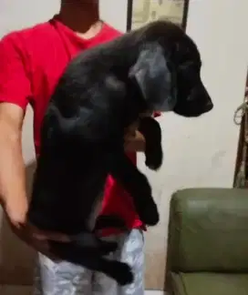 Labrador betina 3 bulan
