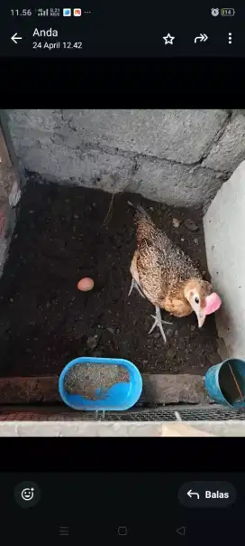 Bekisar betina siap prodak sudah bertelur
