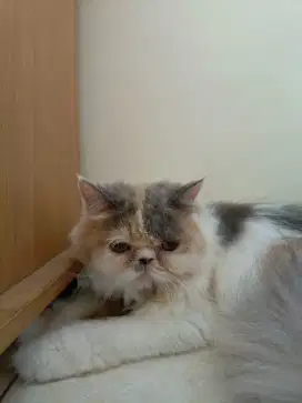 Persia Peaknose Betina