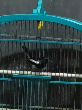kacer dada hitam ori kalimantan