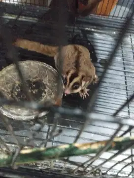 Sugar glider dewasa jual Cpt @250k