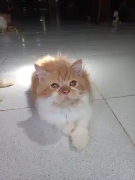 KUCING PERSIA BIG BONE JANTAN