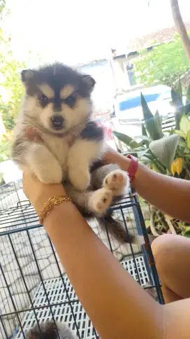 Anakan Husky Betina