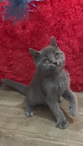 Kucing brittish shorthair