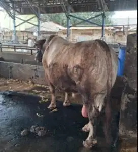 sapi qurban monster 950kiloan timbang real siap kurban premium 2025 ok