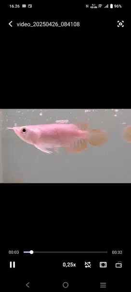 arwana super red baby SB