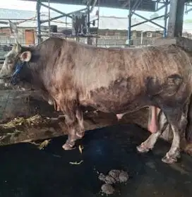 sapi jumbo 950kiloan siap kurban premium 2025 timbang hidup jamin puas