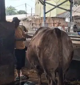 sapi jumbo 950kiloan siap kurban premium 2025 timbang hidup jamin puas