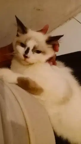 Kucing ragdoll betina putih mata biru